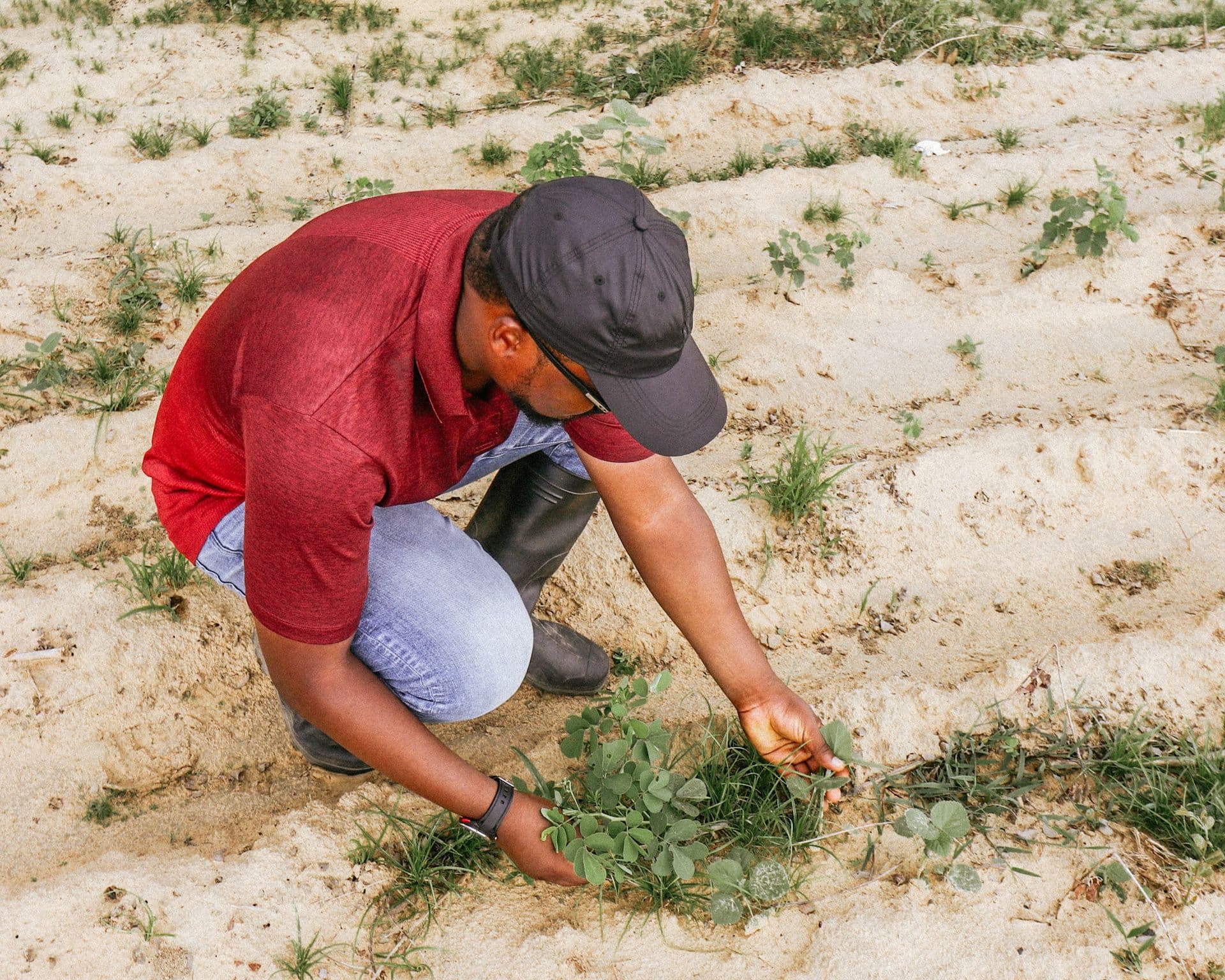 Farmer inspecting crop leaves in the field