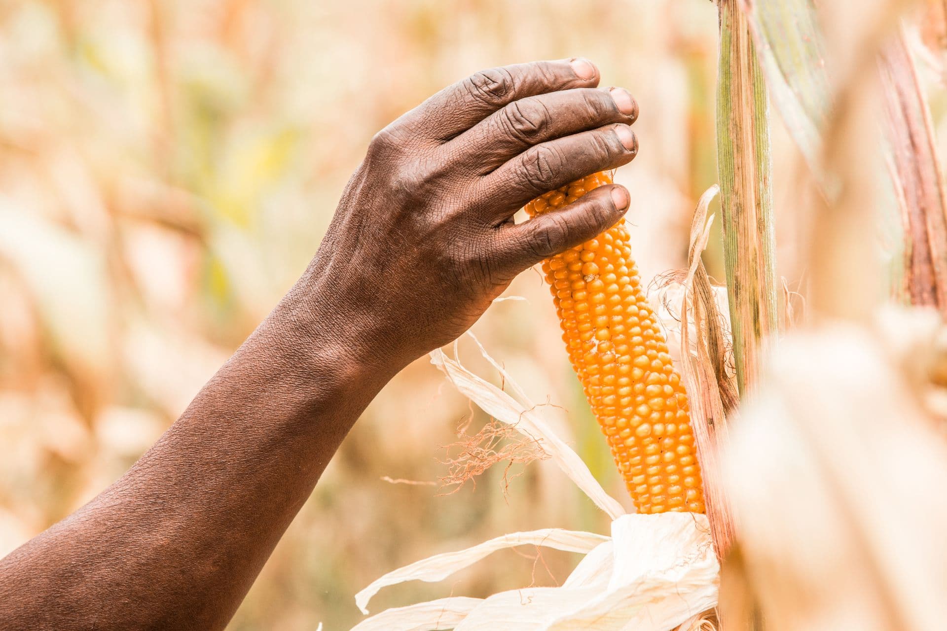 Hand holding a ripe maize cob in a green field