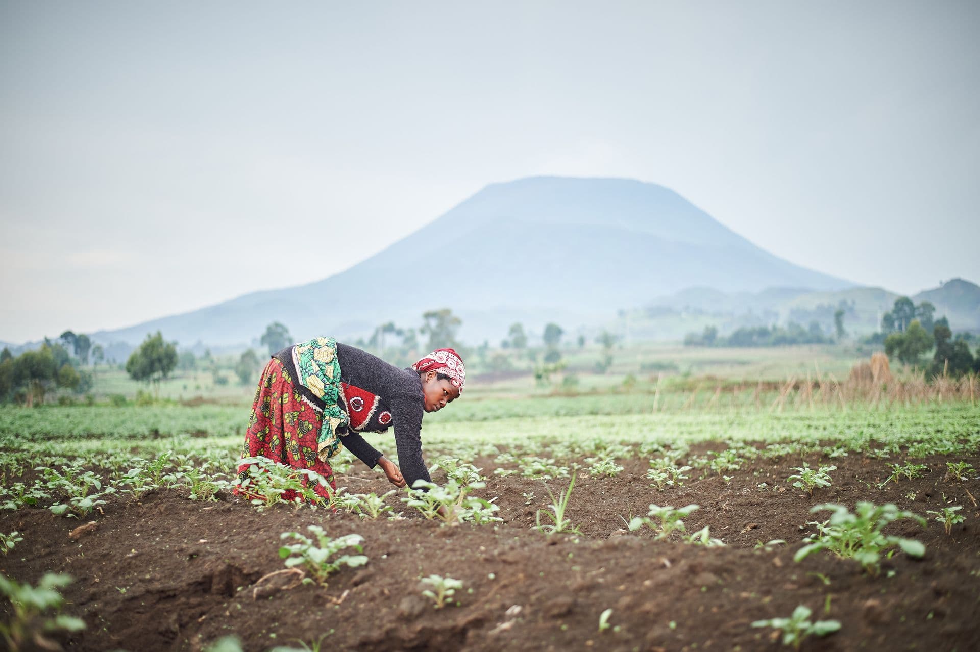 Woman working in a fertile green field